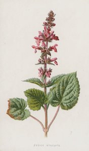 Hedge Stachys (chromolitho) af Frederick Edward Hulme