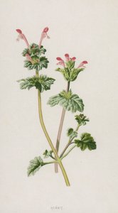 Henbit (chromolitho) af Frederick Edward Hulme
