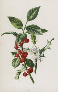 Holly (chromolitho) af Frederick Edward Hulme