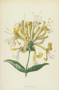Honeysuckle (chromolitho) af Frederick Edward Hulme
