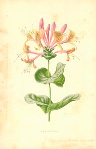 Kaprifolie af Frederick Edward Hulme