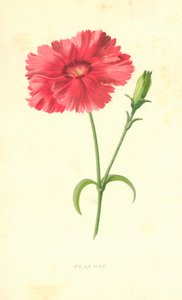 Indisk lyserød af Frederick Edward Hulme