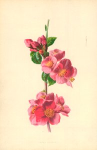 Japan kvæde af Frederick Edward Hulme