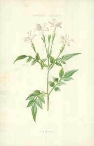 Jessamine af Frederick Edward Hulme