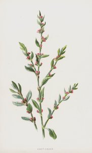 Knob-grass (chromolitho) af Frederick Edward Hulme