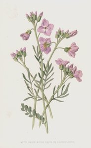 Ladys kittel, bitter karse eller gøgeblomst (chromolitho)