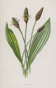 Lammetunge (chromolitho) af Frederick Edward Hulme
