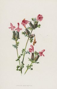 Mindre rød-rangle (chromolitho) af Frederick Edward Hulme