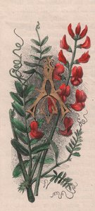 Bogstav A, drop cap-bogstav, akvarelgravering, cm 10x5, af Frederick Edward Hulme (1841-1909) fra The familiar Garden Flower, ca. 1880 af Frederick Edward Hulme