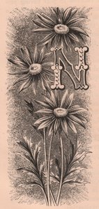 Bogstav N, drop cap bogstav, gravering, cm 10x5, af Frederick Edward Hulme (1841-1909) fra The familiar Garden Flower, ca. 1880 af Frederick Edward Hulme