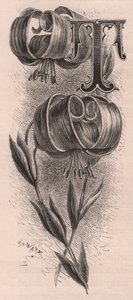 Bogstav T, drop cap bogstav, gravering, cm 10x5, af Frederick Edward Hulme (1841-1909) fra The familiar Garden Flower, ca. 1880 af Frederick Edward Hulme