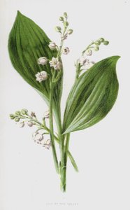 Liljekonval (chromolitho) af Frederick Edward Hulme