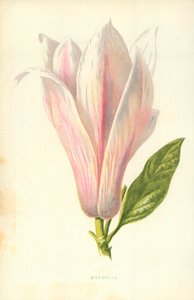 Magnolia af Frederick Edward Hulme