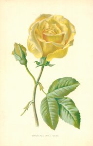Marskal Niel Rose af Frederick Edward Hulme