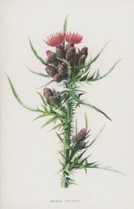 Marsh Thistle (chromolitho) af Frederick Edward Hulme