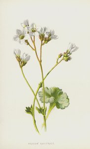 Eng Saxifrage (chromolitho) af Frederick Edward Hulme