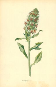 Mignonette af Frederick Edward Hulme