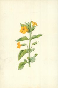 Musk af Frederick Edward Hulme