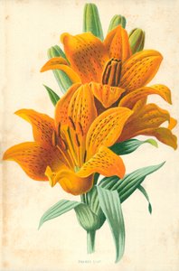 Orange lilje af Frederick Edward Hulme