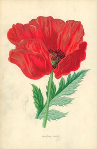 Orientalsk valmue af Frederick Edward Hulme