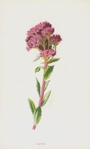 Orpin (chromolitho) af Frederick Edward Hulme