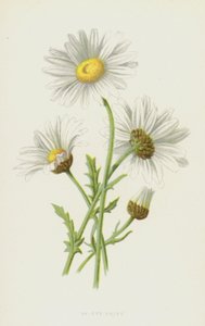Ox-Eye Daisy (chromolitho) af Frederick Edward Hulme