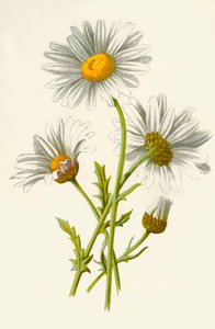 Ox-Eye Daisy, 1877. af Frederick Edward Hulme