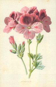 Pelargonium af Frederick Edward Hulme