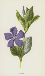 Periwinkle (chromolitho) af Frederick Edward Hulme