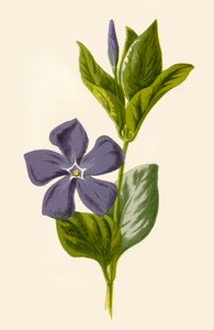 Periwinkle, 1877. af Frederick Edward Hulme