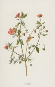 Pimpernel (chromolitho) af Frederick Edward Hulme