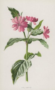 Pink Campion (chromolitho) af Frederick Edward Hulme