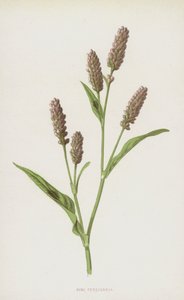 Pink Persicaria (chromolitho) af Frederick Edward Hulme