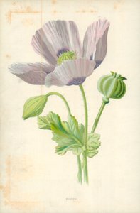 Valmue af Frederick Edward Hulme