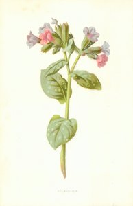 Pulmonaria af Frederick Edward Hulme