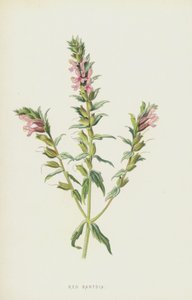 Rød Bartsia (chromolitho) af Frederick Edward Hulme