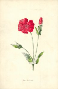 Rose Campion af Frederick Edward Hulme