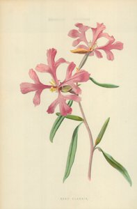 Rosenrød Clarkia af Frederick Edward Hulme