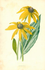 Rudbeckia af Frederick Edward Hulme