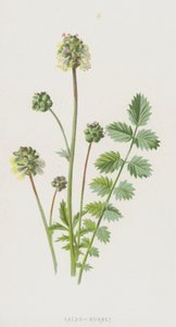 Salat-brændet (chromolitho) af Frederick Edward Hulme