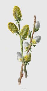 Sallow (chromolitho) af Frederick Edward Hulme