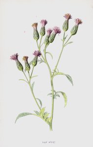 Savurt (chromolitho) af Frederick Edward Hulme