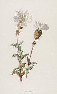 Sea Campion (chromolitho) af Frederick Edward Hulme
