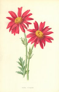 Prangende Feberfew af Frederick Edward Hulme