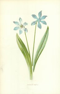 Sibirisk Squill af Frederick Edward Hulme