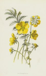 Silverweed (chromolitho) af Frederick Edward Hulme