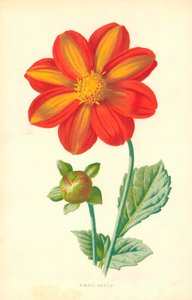Single Dahlia af Frederick Edward Hulme