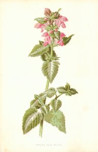 Plettet Død Nælde af Frederick Edward Hulme