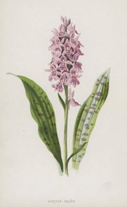 Plettet orchis (chromolitho) af Frederick Edward Hulme