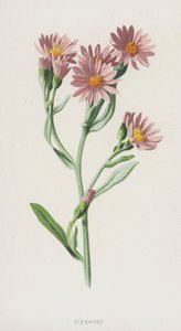 Starwort (chromolitho) af Frederick Edward Hulme